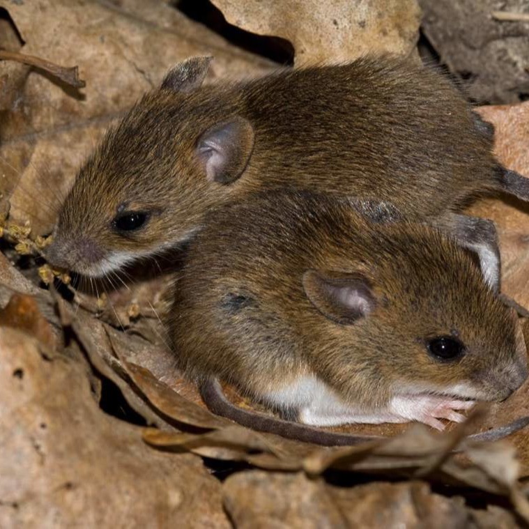 Уничтожения мышей в частном доме в Сочи?